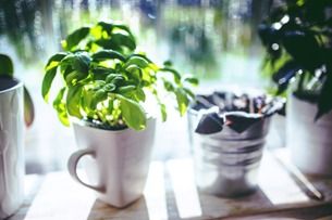 Growing herbs: a few great tips!